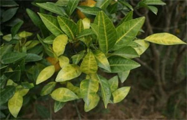柑橘黄化的原因及解决方法