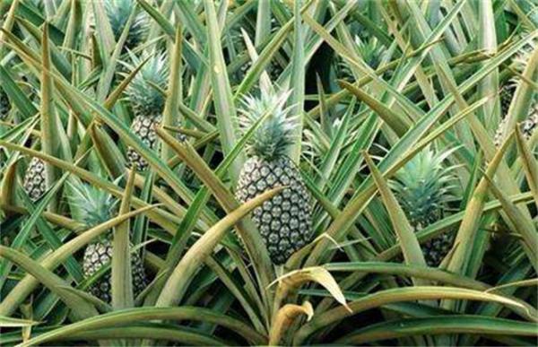 菠萝种植环境要求