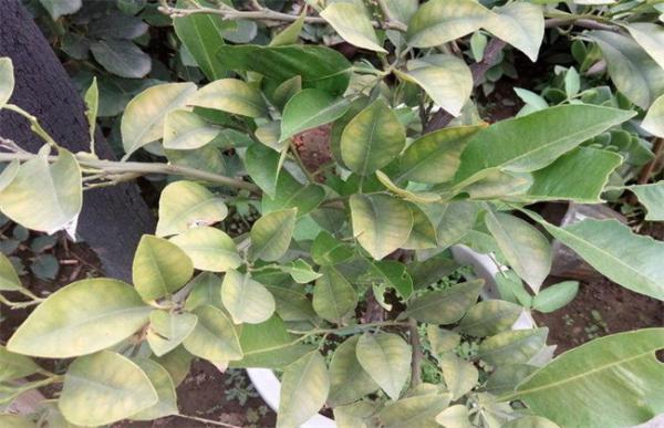 柠檬树叶片发黄怎么办