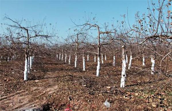 无花果安全越冬方法