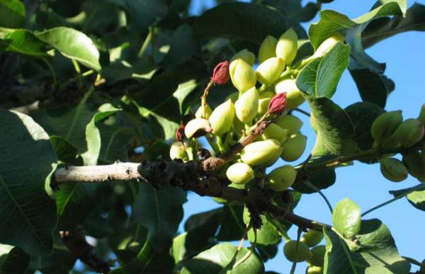 开心果树苗价格及种植方法