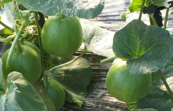 甜瓜种子价格及种植方法