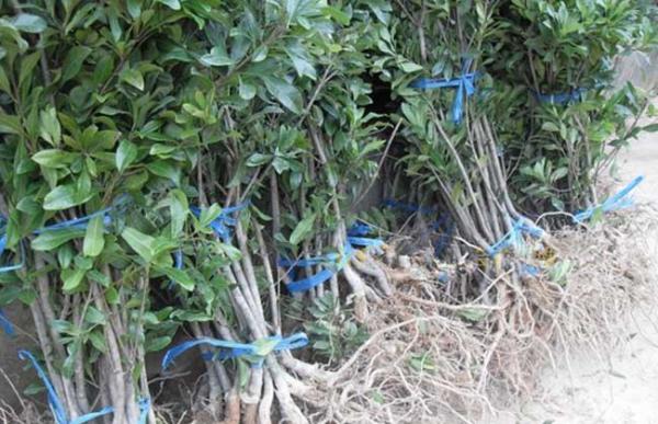 杨梅种子怎么种才好?