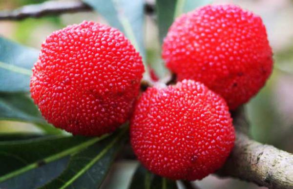 杨梅是热性还是凉性?