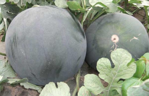 无籽西瓜是转基因吗?