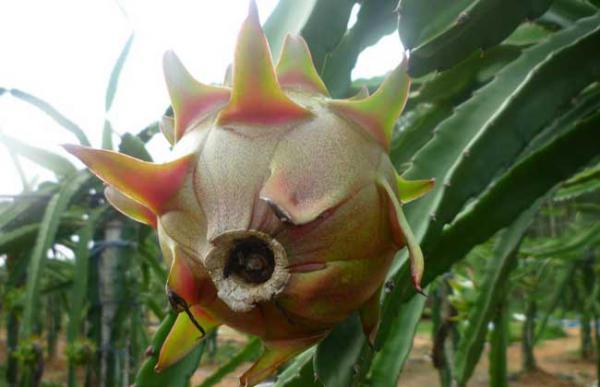 火龙果树长什么样？