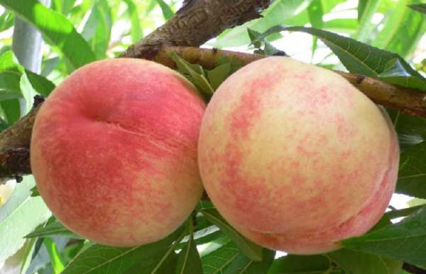 水蜜桃什么时候成熟?