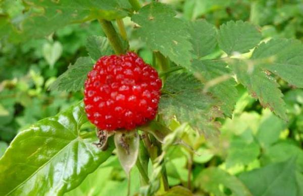 空心泡的果可以吃吗？