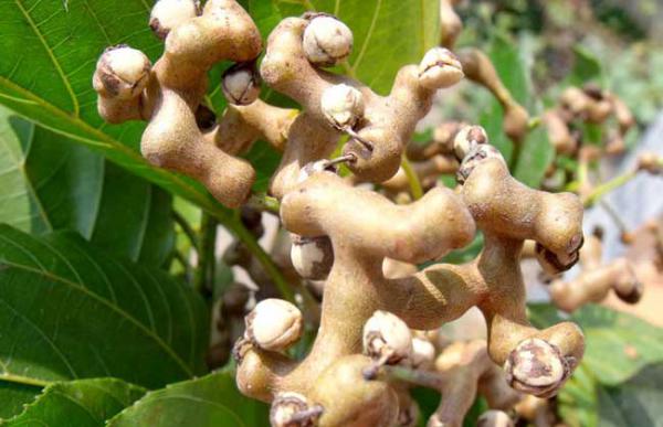 鸡爪梨是什么东西？