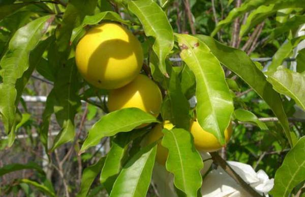 蛋黄果什么时候成熟？