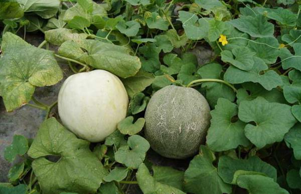 甜瓜大棚种植技术