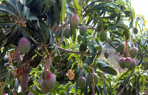 芒果怎么催熟不烂？