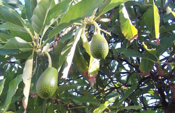 牛油果产地是哪里？