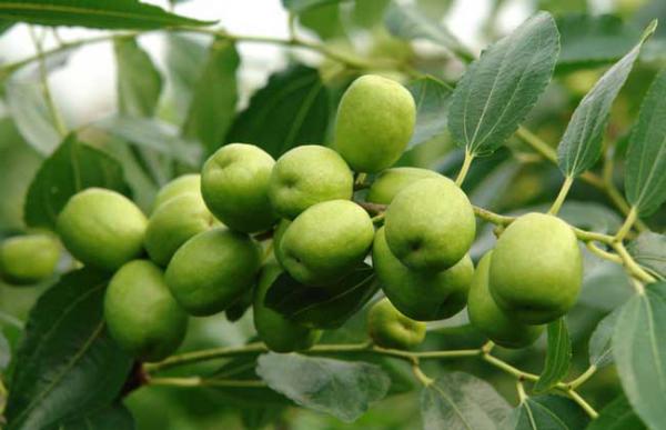 枣树几年结果？