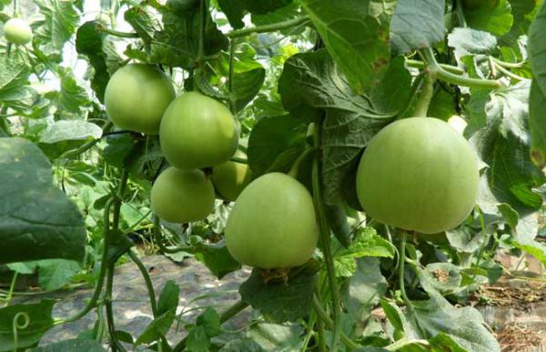 甜瓜病虫害防治技术