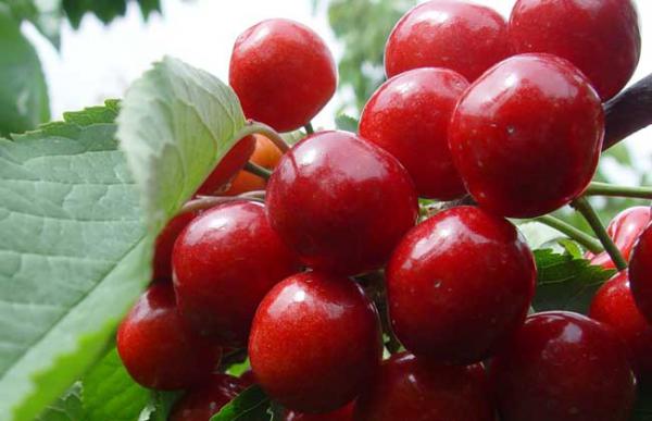 车厘子的品种有哪些？