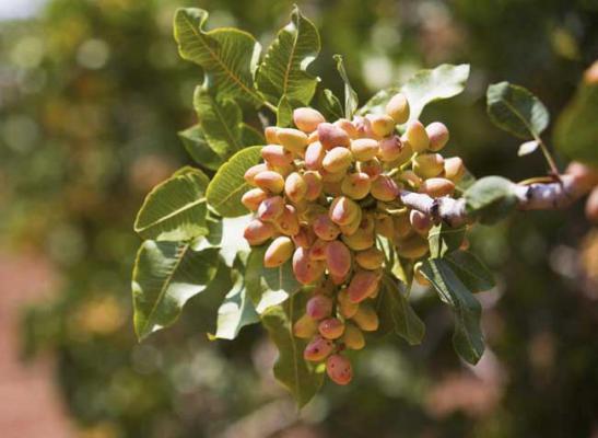 开心果产地是那些地方？