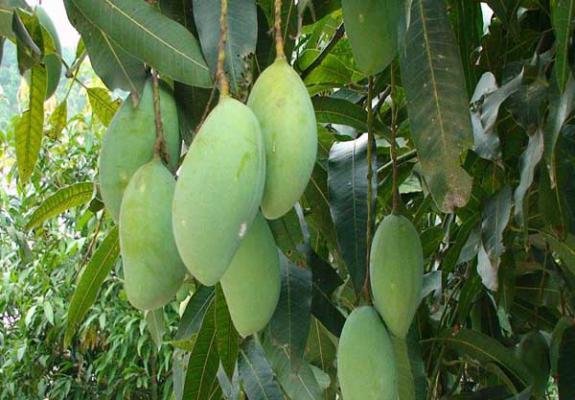 芒果的种植条件