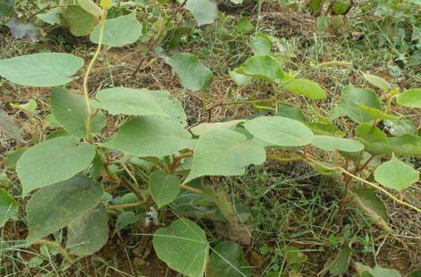 猕猴桃树几年结果?