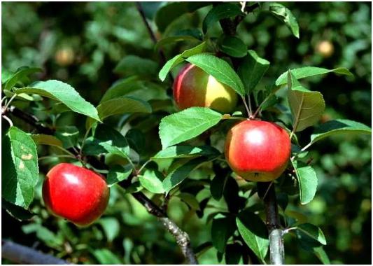 什么是苹果黑星病 危害症状 如何防治