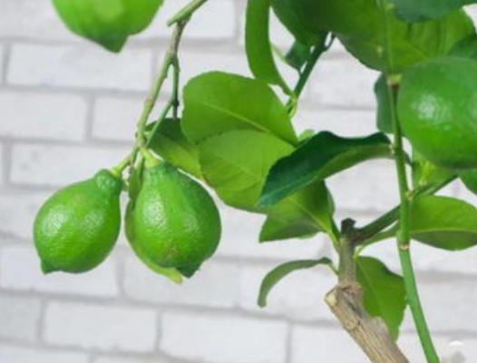 柠檬在各个时期如何施肥 施肥时间 柠檬施肥技术