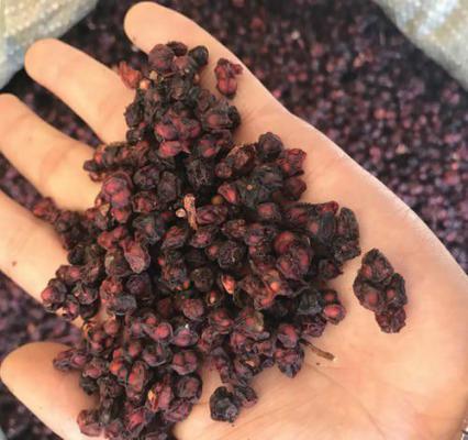 五味子种子的处理方法