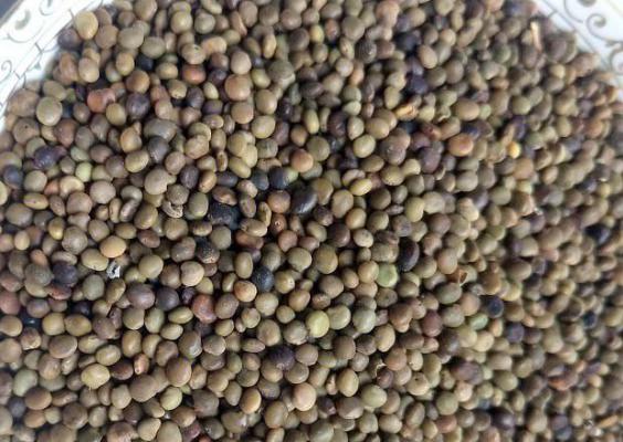 甘草种子如何处理出苗率高？甘草种子播种前如何处理？