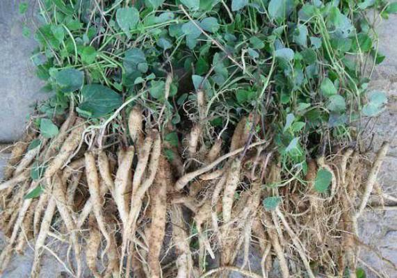 党参为什么质松不甜？