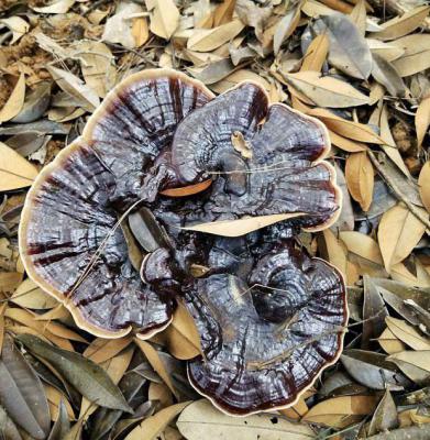 野生灵芝的适宜人群有哪些？