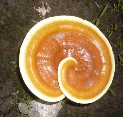 灵芝盆景如何制作，有什么要点？