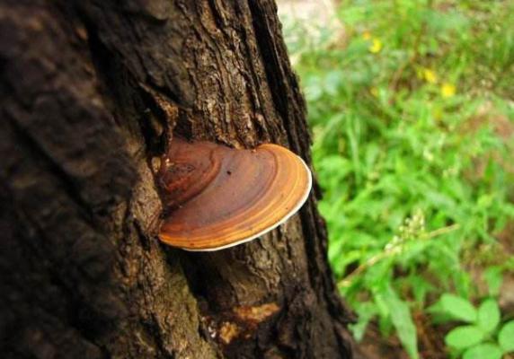 树舌灵芝品种简介