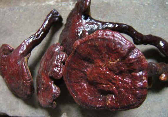 硬孔灵芝品种简介