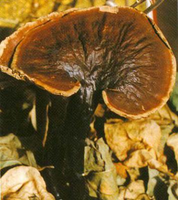 拟热带灵芝品种简介