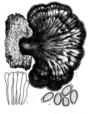 紫光灵芝品种简介