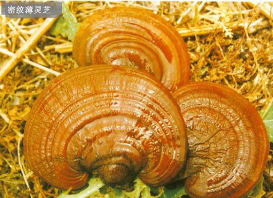 密纹薄灵芝品种简介