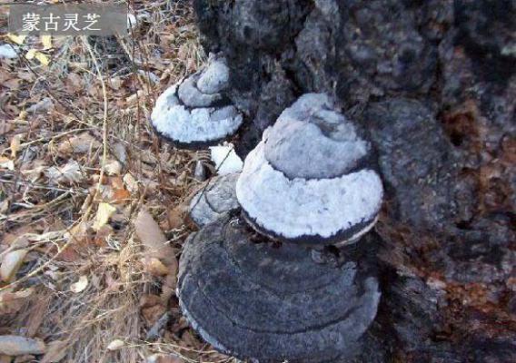 内蒙灵芝品种简介