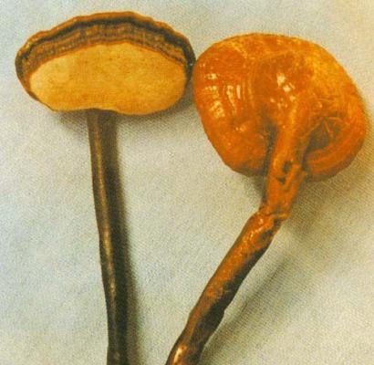 海南灵芝品种简介