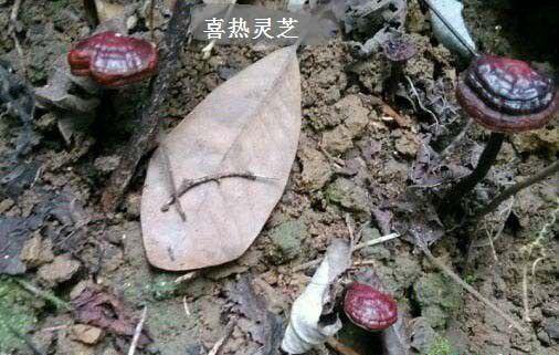 喜热灵芝品种简介