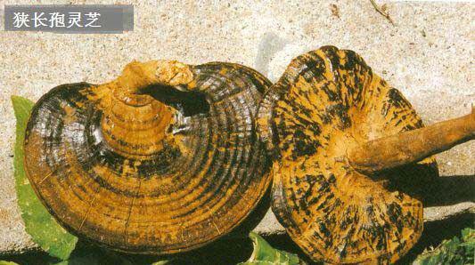 狭长孢灵芝品种简介