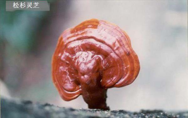 松杉灵芝品种简介