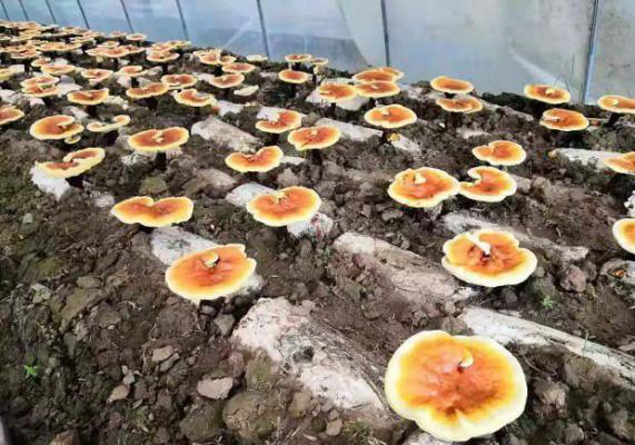 栽培灵芝过程中哪些因素会引杂菌污染？