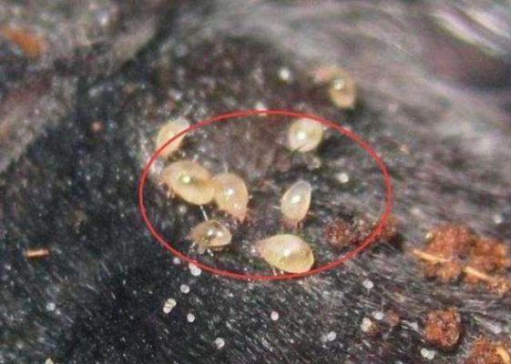危害灵芝的螨类有几种？如何防治？