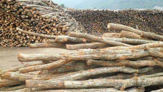 可以栽培灵芝的树木有哪些？