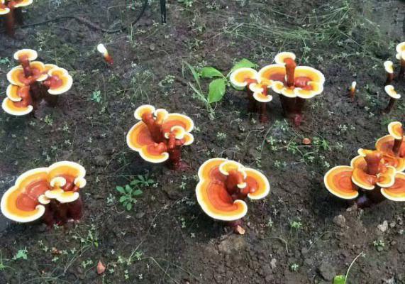 怎么用桑枝栽培灵芝？