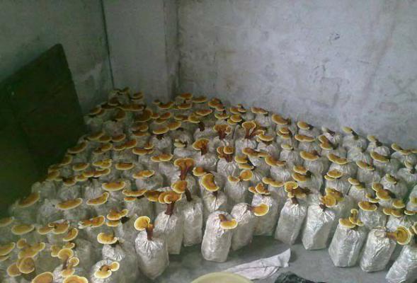 瓶栽灵芝接种后如何管理？