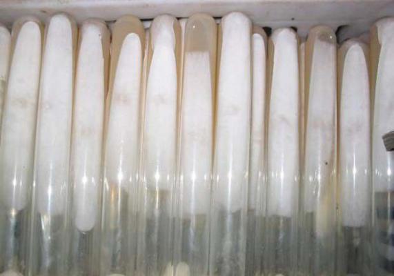 灵芝菌种生产中如何检验消毒与灭菌效果？