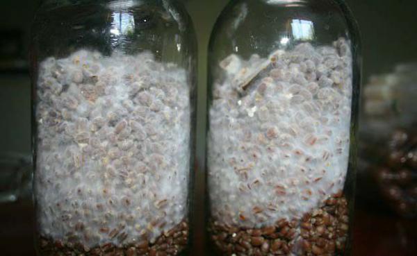 灵芝菌种如何培养？