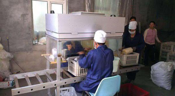 用段木栽培灵芝如何接种？