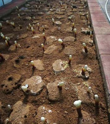 采用短段木栽培的灵芝如何埋土？