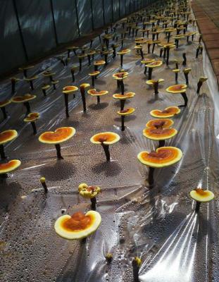 灵芝短段木栽培在出芝期需要注意什么？